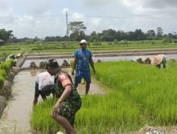 Dukung Ketahanan Pangan, Babinsa Koramil Gandusari Bantu Penyiapan Lahan Pertanian Di Sawah Warga Binaannya