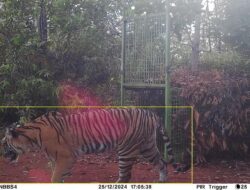 Polres Pesisir Barat Himbau Warga Waspada, Harimau Kembali Tertangkap Kamera Pengawas CCTV