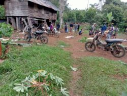 Kawanan Gajah Liar di Tanggamus masuk pemukiman warga