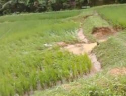 Lahan persawahan warga way mengaku mengalami kerusakan akibat curah hujan tinggi