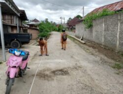 Menanggapi Keluhan Masyarakat Terkait Ruas Jalan Rusak di Pekon Bedudu Kecamatan Belalau Dinas PUPR lampung barat bergerak cepat