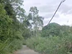 Warga Keluhkan Minimnya Pemeliharaan Ruas jalan sukabumi_ Bandar negeri suoh hampir tertutup semak