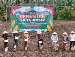 Penanaman Jagung 1 Juta Hektar Polres Lampung Selatan untuk Dukung Swasembada DI Way Urang Kalianda.