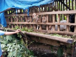 Kampung Tanjung Kurung Pasar Realisasikan Program Ketahanan Pangan,Melalui Pembagian Bibit Kambing