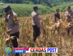 Kapolsek Rebang Tangkas Panen Jagung Bersama Warga Di Kampung Karya Maju.