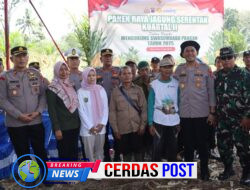 *Dukung Ketahanan Pangan, Kapolres dan Polsek Jajaran Panen Jagung Serentak Kuartal 2 di Way Kanan*