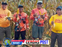Jurnalis Dukung Program Ketahanan Pangan, Panen Jagung Hasil6 Tanaman Sendiri