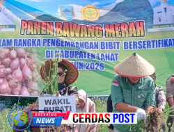 Miliki Nilai Jual Tinggi Wabub Lahat Panen Perdana Bawang Merah Brebes