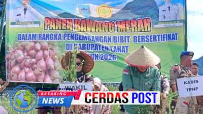 Miliki Nilai Jual Tinggi Wabub Lahat Panen Perdana Bawang Merah Brebes