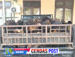 Curi 82 Buah Sawit, Pria Asal Wonoharjo Diamankan Polsek Bumi Agung